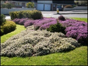 Heather beds March 2017