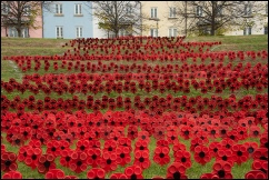 River of poppies
