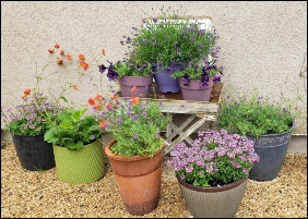 Open Gardens 2026