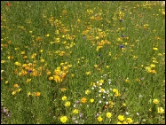 Flower meadow.jpg